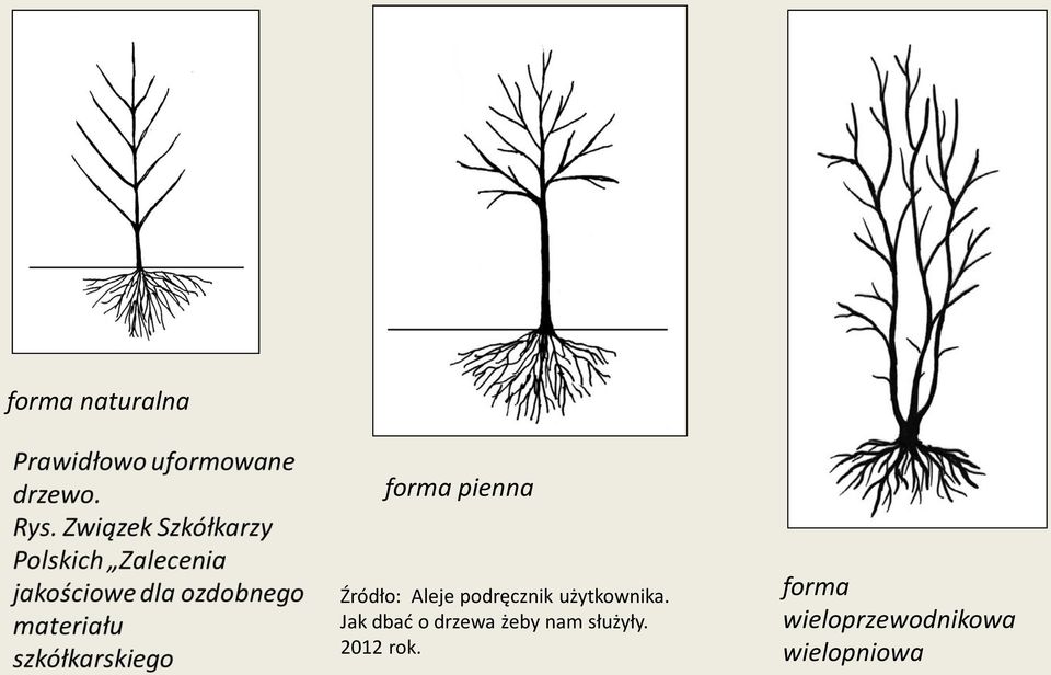 Jak dbać o drzewa żeby nam służyły.