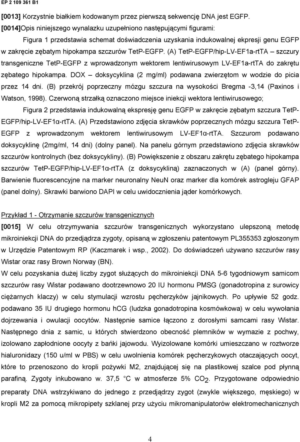 TetP-EGFP. (A) TetP-EGFP/hip-LV-EF1a-rtTA szczury transgeniczne TetP-EGFP z wprowadzonym wektorem lentiwirusowym LV-EF1a-rtTA do zakrętu zębatego hipokampa.