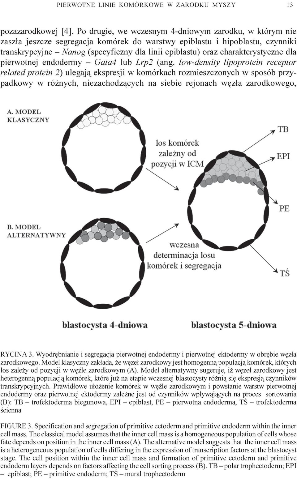 charakterystyczne dla pierwotnej endodermy Gata4 lub Lrp2 (ang.