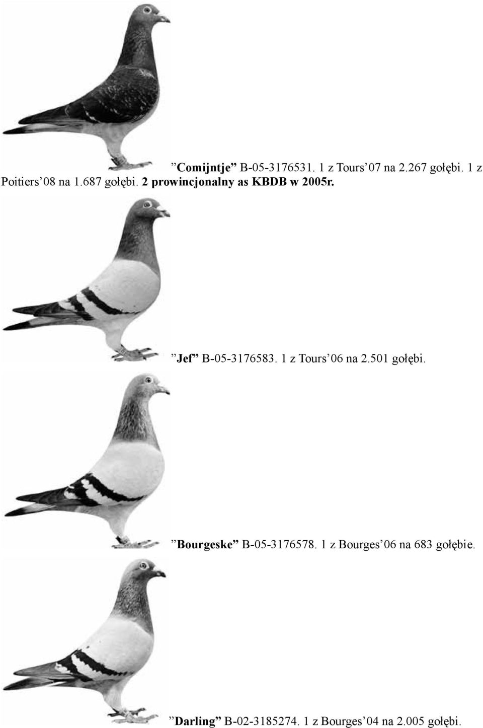 Jef B-05-3176583. 1 z Tours 06 na 2.501 gołębi.