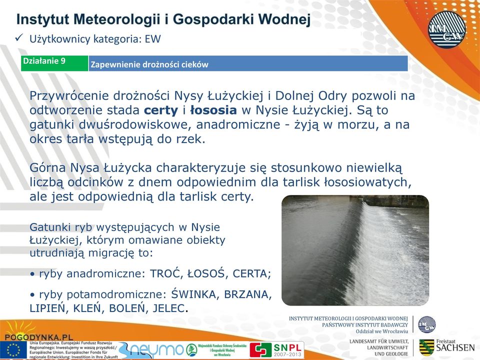 Górna Nysa Łużycka charakteryzuje się stosunkowo niewielką liczbą odcinków z dnem odpowiednim dla tarlisk łososiowatych, ale jest odpowiednią dla tarlisk