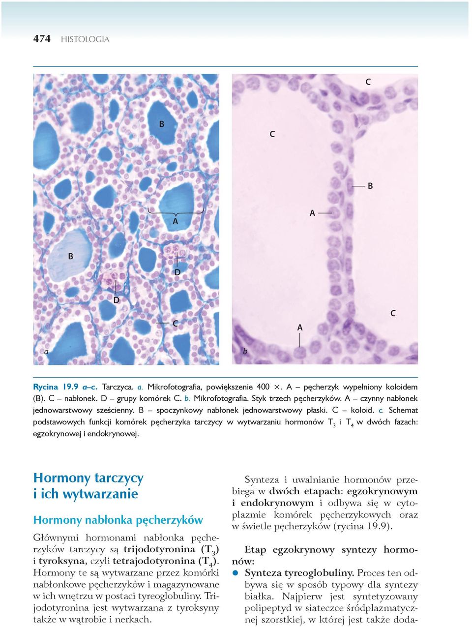 Schemat podstawowych funkcji komórek pęcherzyka tarczycy w wytwarzaniu hormonów T3 i T4 w dwóch fazach: egzokrynowej i endokrynowej.