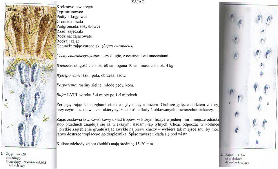 Pożywienie: rośliny zielne, młode pędy, kora. Ruja: I-VIII, w roku 3-4 mioty po 1-5 młodych. Żerujący zając ścina zębami cienkie pędy niczym nożem.