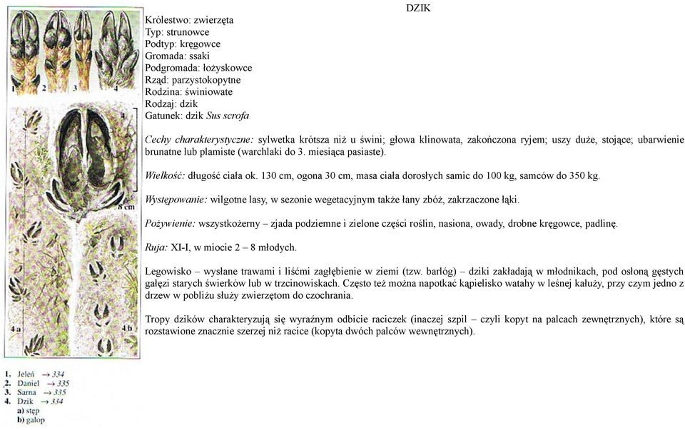 Wielkość: długość ciała ok. 130 cm, ogona 30 cm, masa ciała dorosłych samic do 100 kg, samców do 350 kg. Występowanie: wilgotne lasy, w sezonie wegetacyjnym także łany zbóż, zakrzaczone łąki.