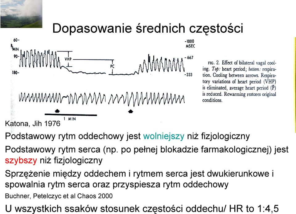 po pełnej blokadzie farmakologicznej) jest szybszy niż fizjologiczny Sprzężenie między oddechem i