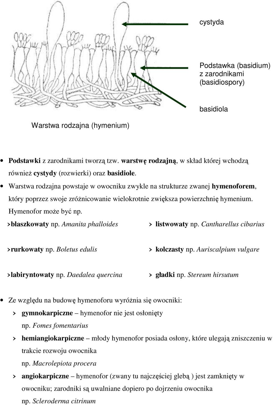 Warstwa rodzajna powstaje w owocniku zwykle na strukturze zwanej hymenoforem, który poprzez swoje zróŝnicowanie wielokrotnie zwiększa powierzchnię hymenium. Hymenofor moŝe być np. blaszkowaty np.