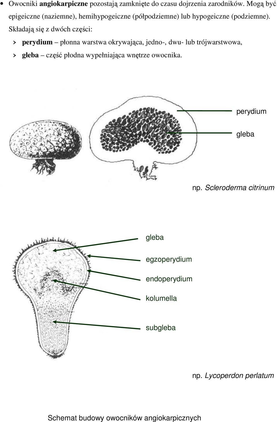 Składają się z dwóch części: perydium płonna warstwa okrywająca, jedno-, dwu- lub trójwarstwowa, gleba część płodna