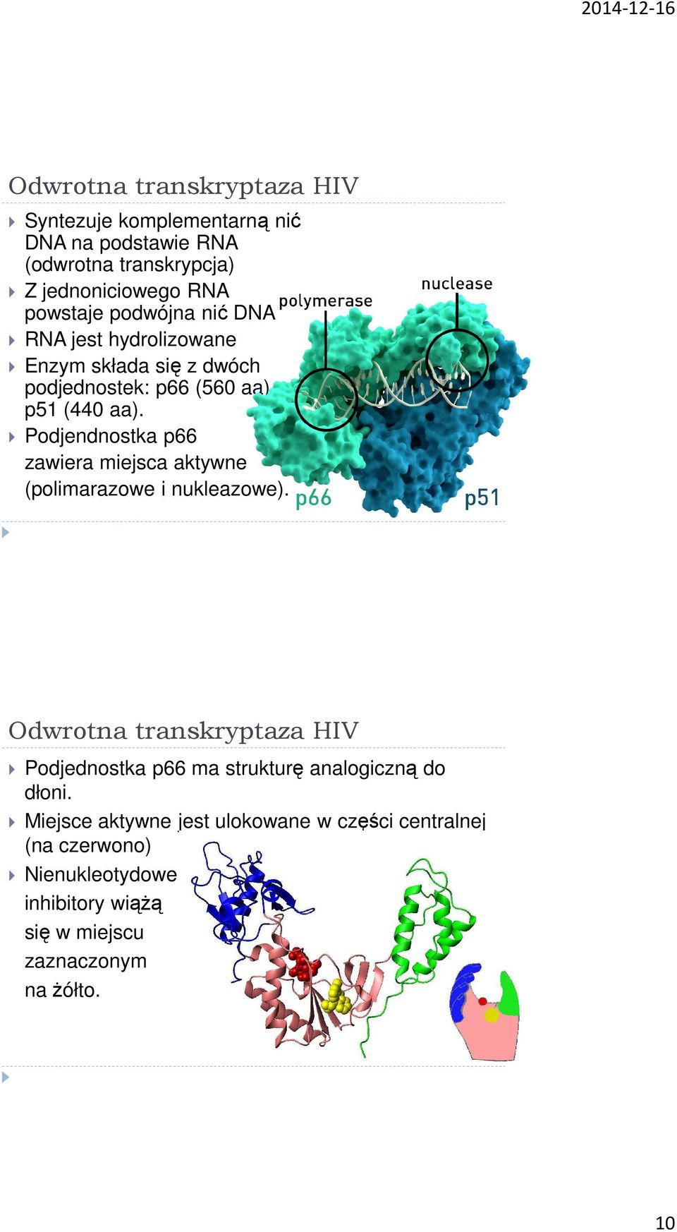 Podjendnostka p66 zawiera miejsca aktywne (polimarazowe i nukleazowe).