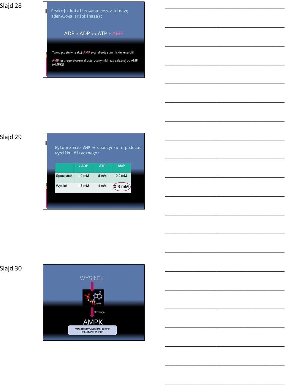 Slajd 29 Wytwarzanie AMP w spoczynku i podczas wysiłku fizycznego: 2 ADP ATP AMP Spoczynek 1,0 mm 5 mm 0,2