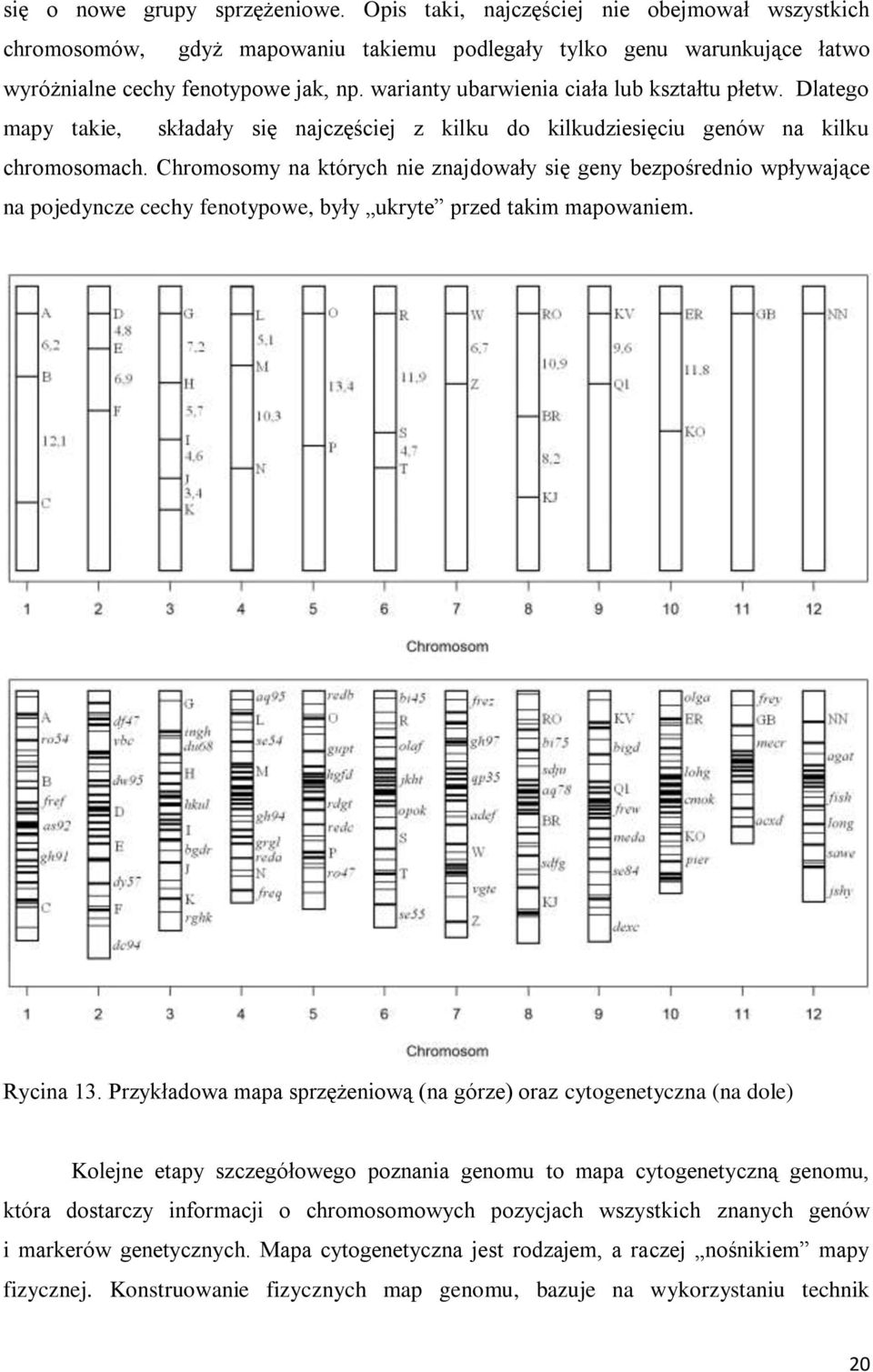 Chromosomy na których nie znajdowały się geny bezpośrednio wpływające na pojedyncze cechy fenotypowe, były ukryte przed takim mapowaniem. Rycina 13.