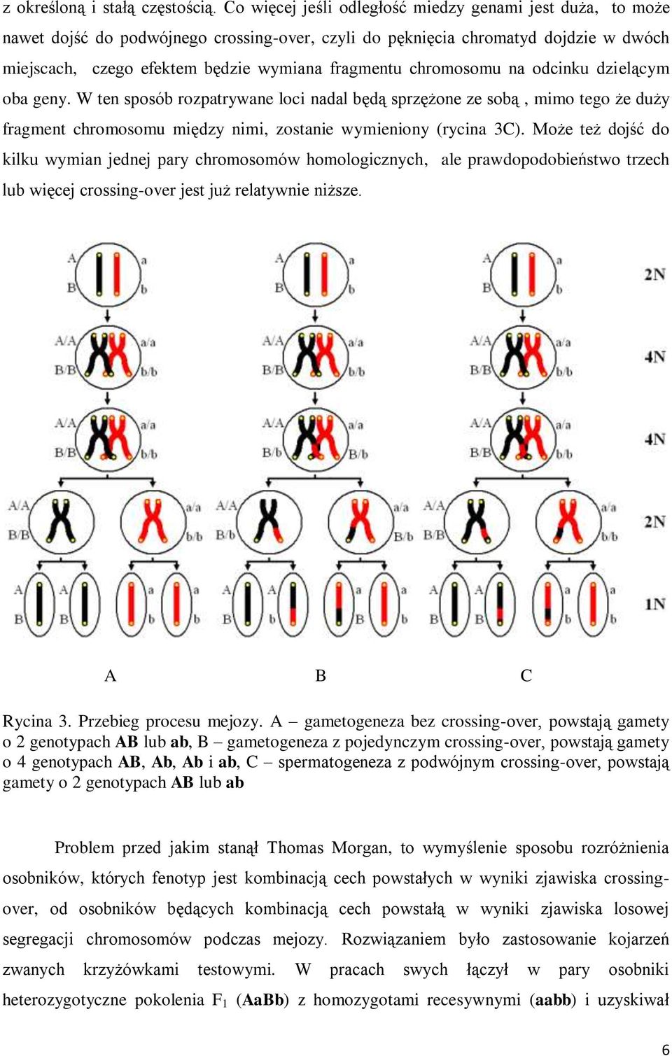 chromosomu na odcinku dzielącym oba geny. W ten sposób rozpatrywane loci nadal będą sprzężone ze sobą, mimo tego że duży fragment chromosomu między nimi, zostanie wymieniony (rycina 3C).