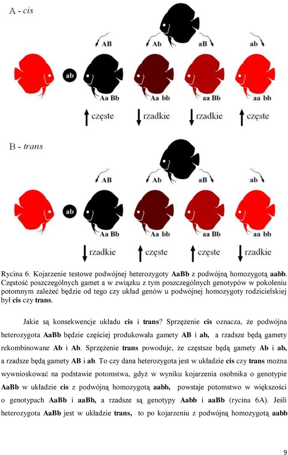 Jakie są konsekwencje układu cis i trans? Sprzężenie cis oznacza, że podwójna heterozygota AaBb będzie częściej produkowała gamety AB i ab, a rzadsze będą gamety rekombinowane Ab i Ab.