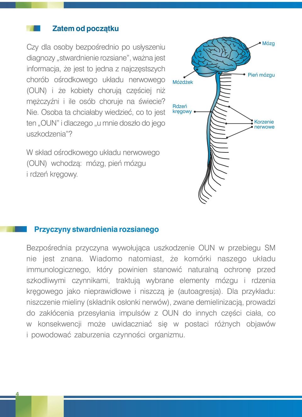 W skład ośrodkowego układu nerwowego (OUN) wchodzą: mózg, pień mózgu i rdzeń kręgowy.