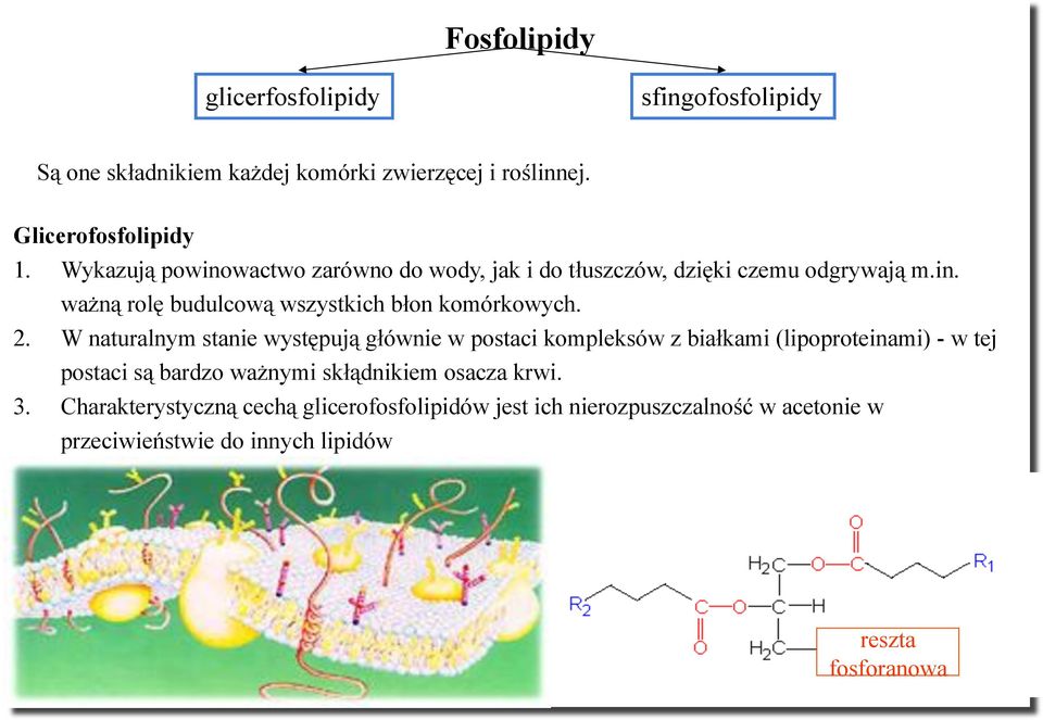 2. W naturalnym stanie wyst&puj% g#ównie w postaci kompleksów z bia#kami (lipoproteinami) - w tej postaci s% bardzo wa$nymi sk#%dnikiem