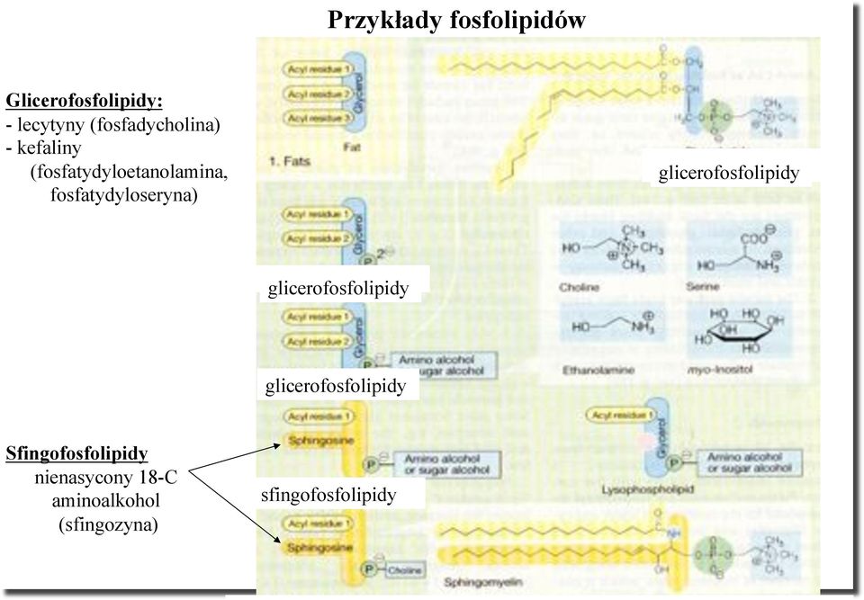 fosfatydyloseryna) glicerofosfolipidy glicerofosfolipidy