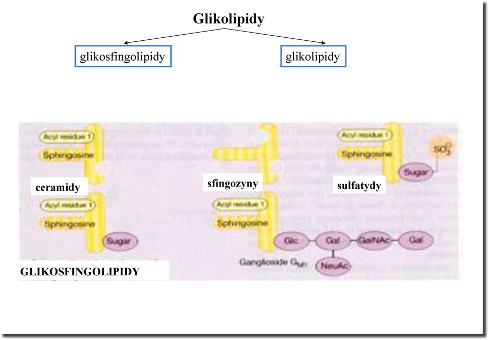 glikolipidy ceramidy