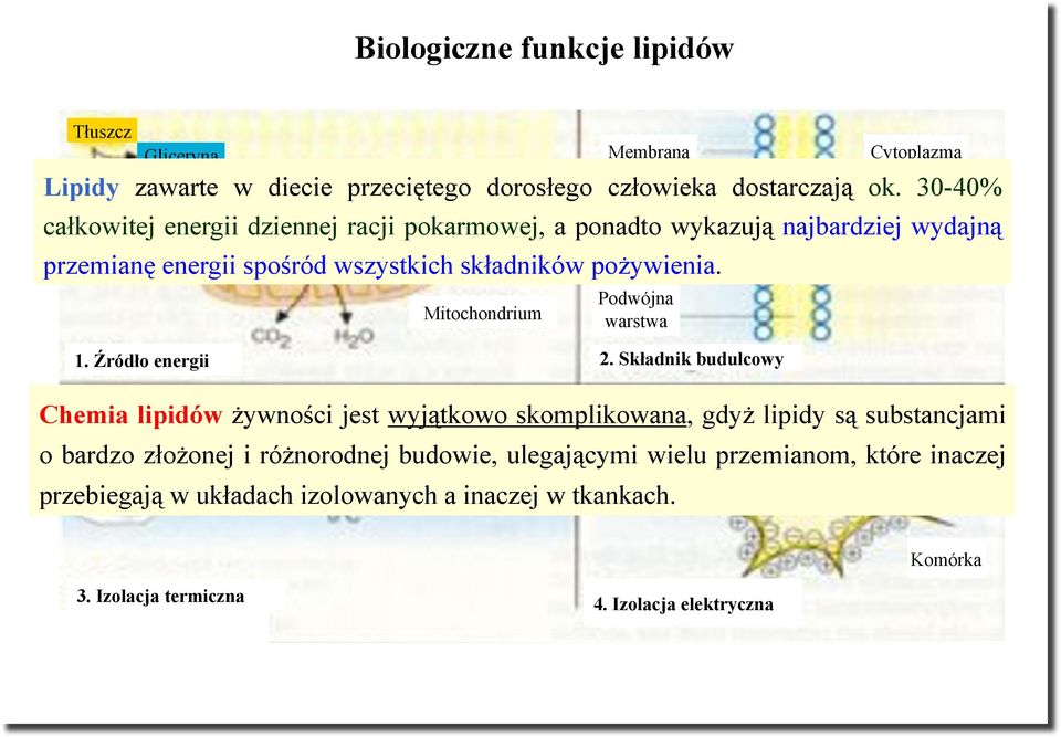 po$ywienia. Podwójna warstwa 1. &ród'o energii 2.