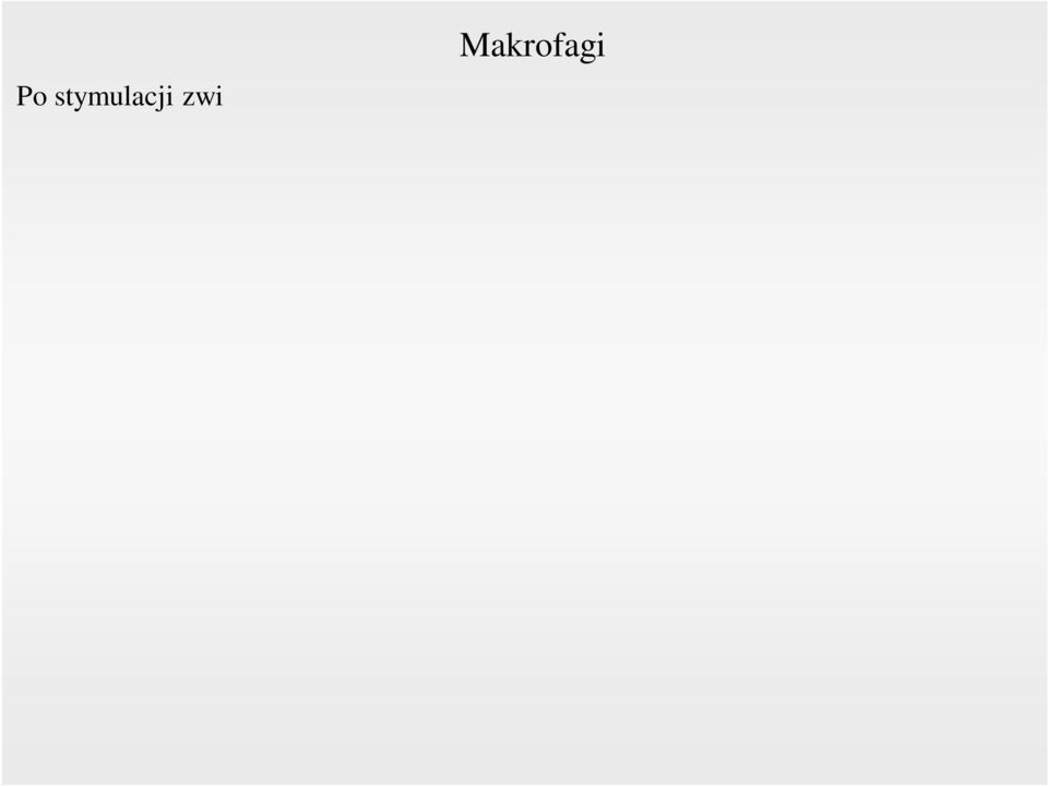 prezentacja antygenów limfocytom (komórki APC - Antigen Presenting Cells) sekrecja substancji czynnych interleukina-1, TNFα