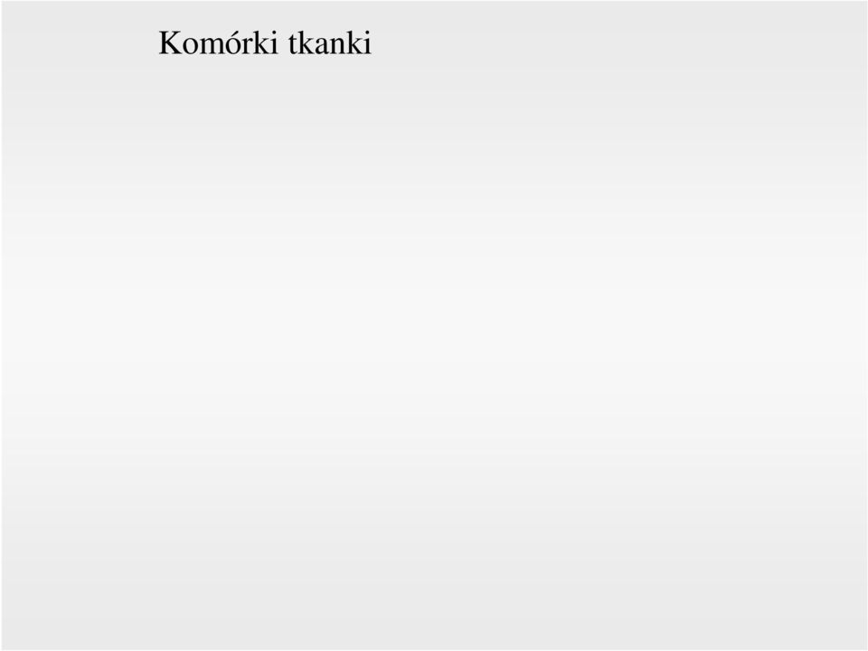stromelizynę. U dorosłych w tkance łącznej rzadko przechodzą podziały.