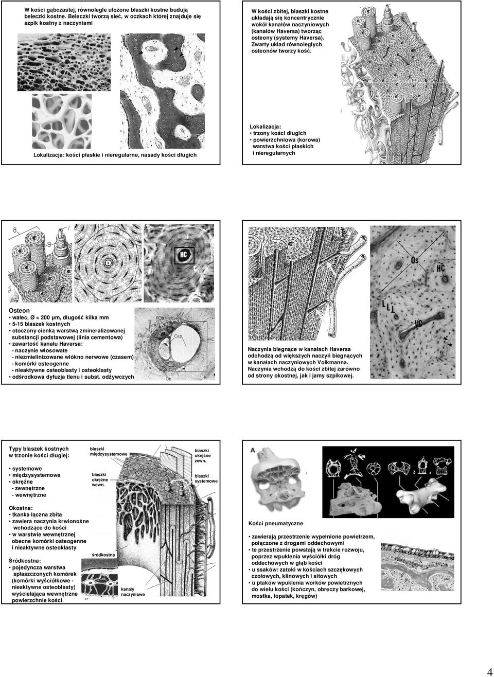 kanałów naczyniowych (kanałów Haversa) tworząc osteony (systemy Haversa). Zwarty układ równoległych osteonów tworzy kość.