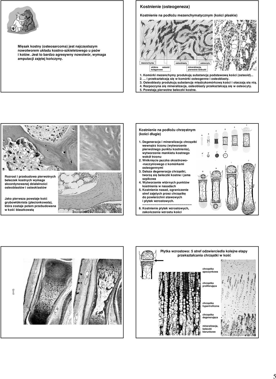 Komórki mezenchymy produkują substancję podstawową kości (osteoid)... 2.... i przekształcają się w komórki osteogenne i osteoblasty. 3.