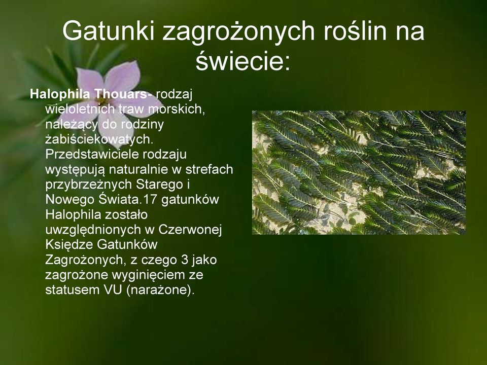 Przedstawiciele rodzaju występują naturalnie w strefach przybrzeżnych Starego i Nowego Świata.