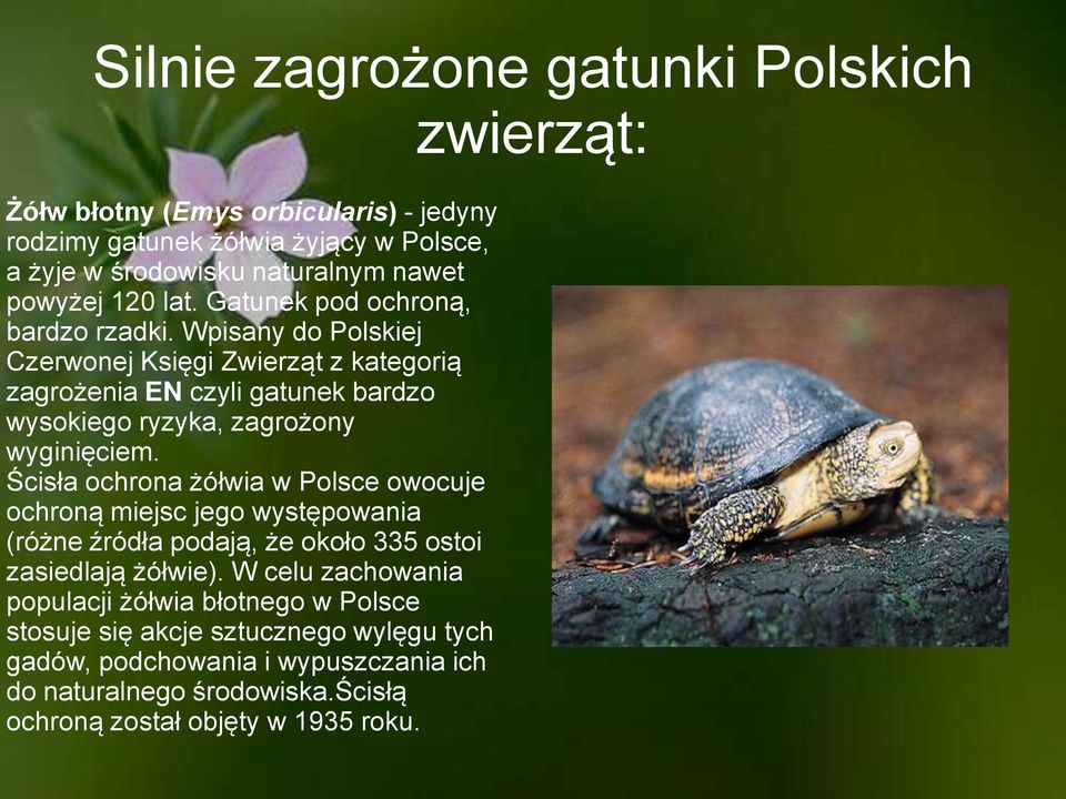 Wpisany do Polskiej Czerwonej Księgi Zwierząt z kategorią zagrożenia EN czyli gatunek bardzo wysokiego ryzyka, zagrożony wyginięciem.