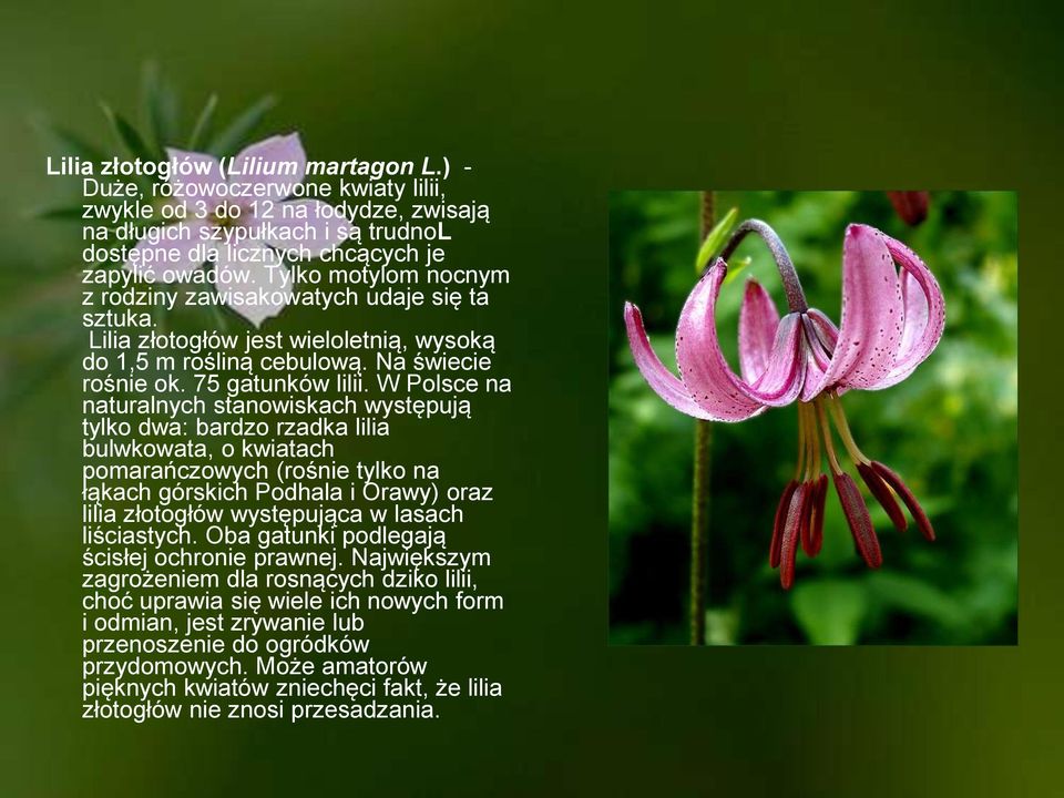 W Polsce na naturalnych stanowiskach występują tylko dwa: bardzo rzadka lilia bulwkowata, o kwiatach pomarańczowych (rośnie tylko na łąkach górskich Podhala i Orawy) oraz lilia złotogłów występująca