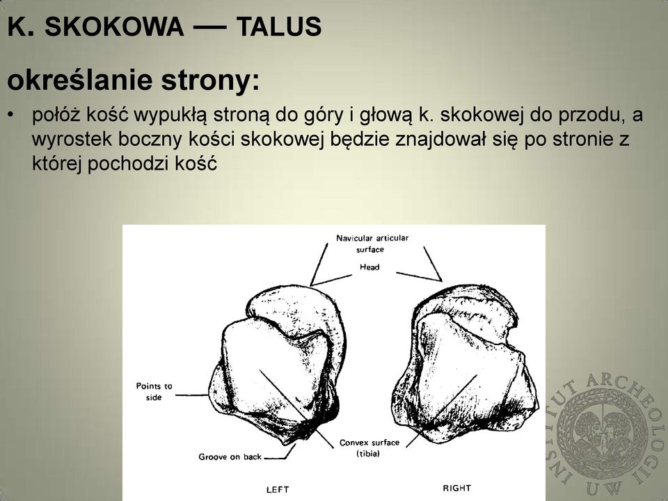 skokowej do przodu, a wyrostek boczny kości