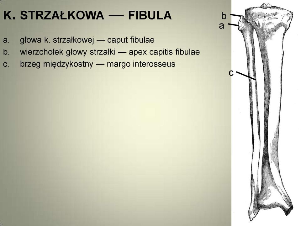 wierzchołek głowy strzałki apex