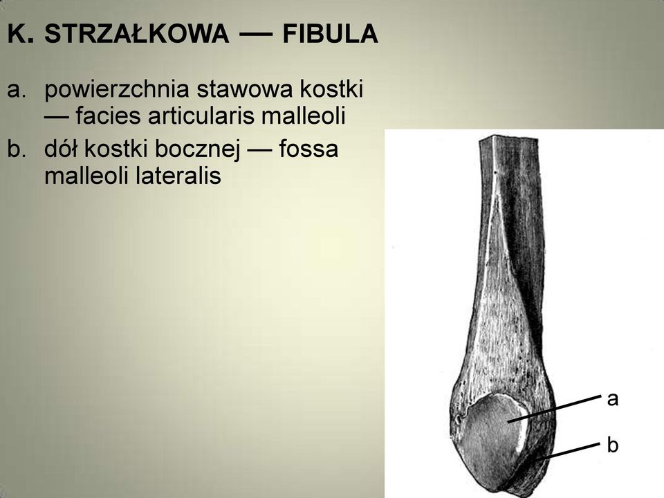 facies articularis malleoli b.