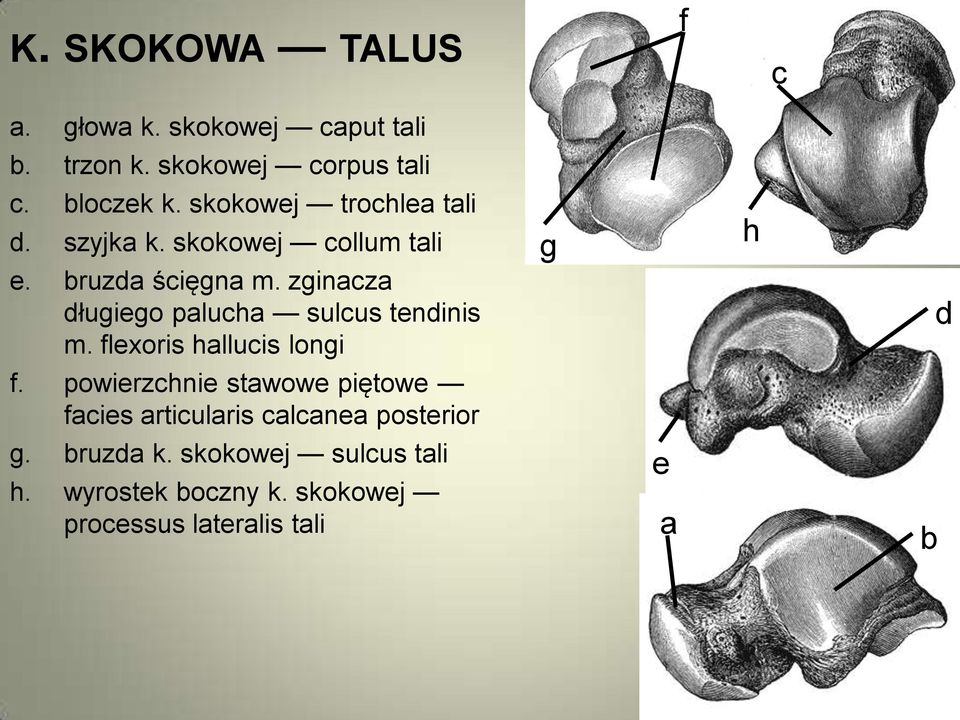 zginacza długiego palucha sulcus tendinis m. flexoris hallucis longi g h d f.