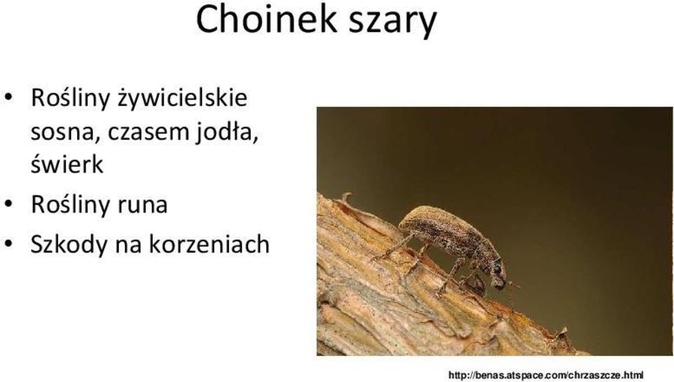 Rośliny runa Szkody na korzeniach