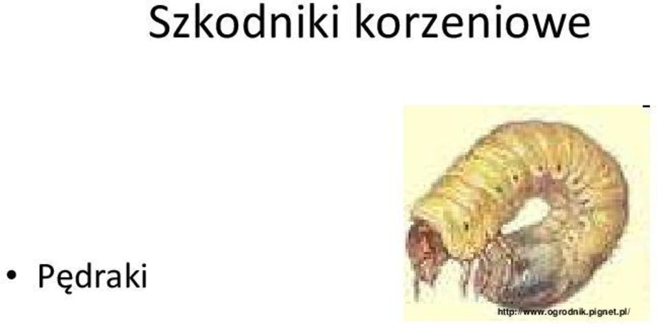 Pędraki