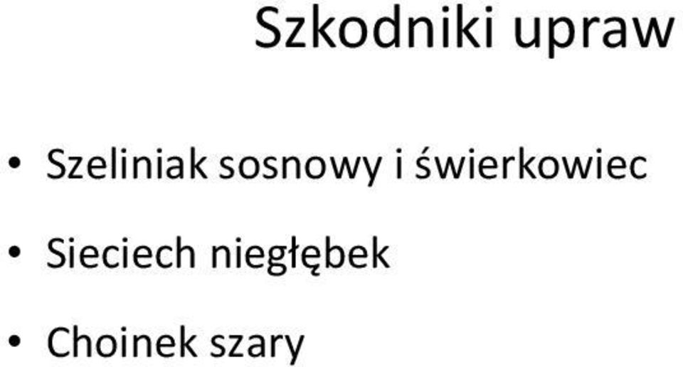 świerkowiec