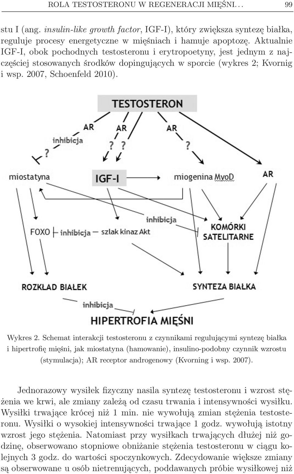 Schemat interakcji testosteronu z czynnikami regulującymi syntezę białka i hipertrofię mięśni, jak miostatyna (hamowanie), insulino-podobny czynnik wzrostu (stymulacja); AR receptor androgenowy