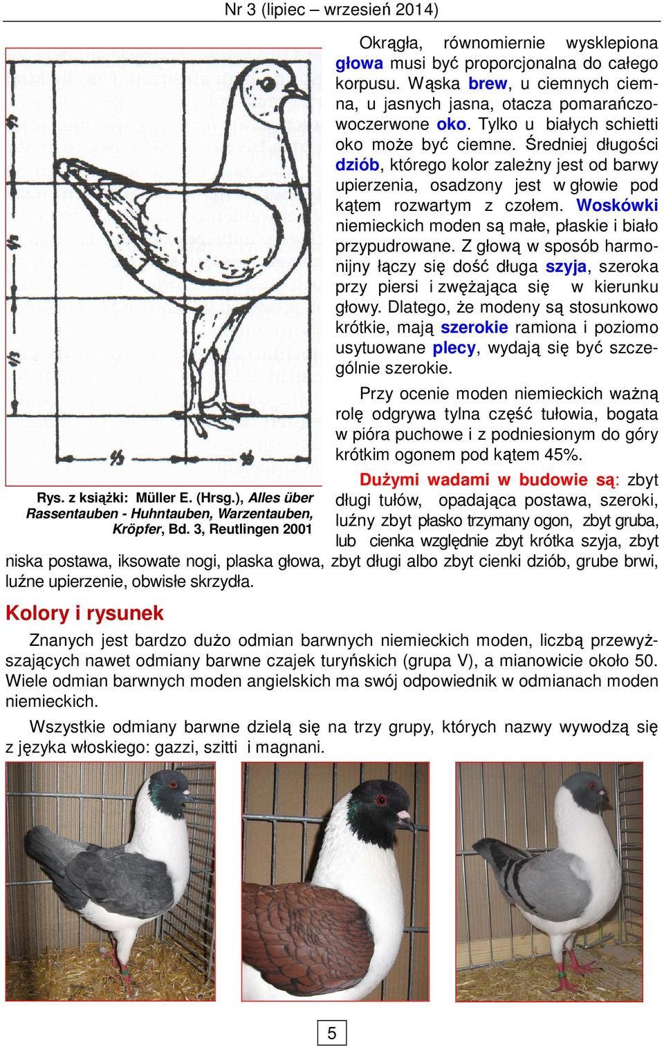 Wąska brew, u ciemnych ciemna, u jasnych jasna, otacza pomarańczowoczerwone oko. Tylko u białych schietti oko moŝe być ciemne.