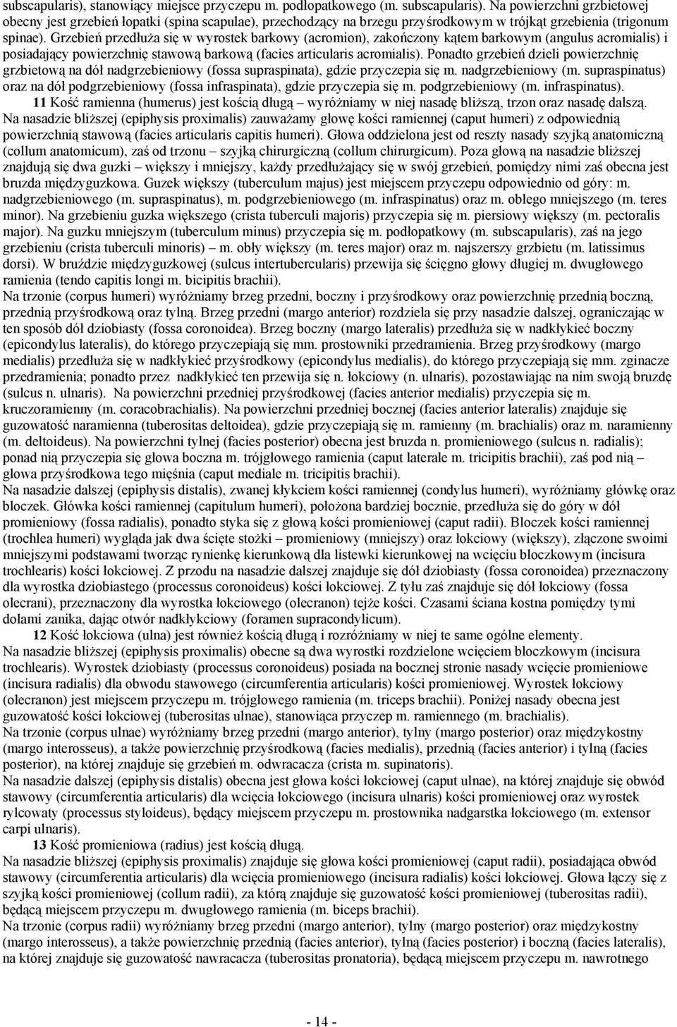 Grzebień przedłuża się w wyrostek barkowy (acromion), zakończony kątem barkowym (angulus acromialis) i posiadający powierzchnię stawową barkową (facies articularis acromialis).