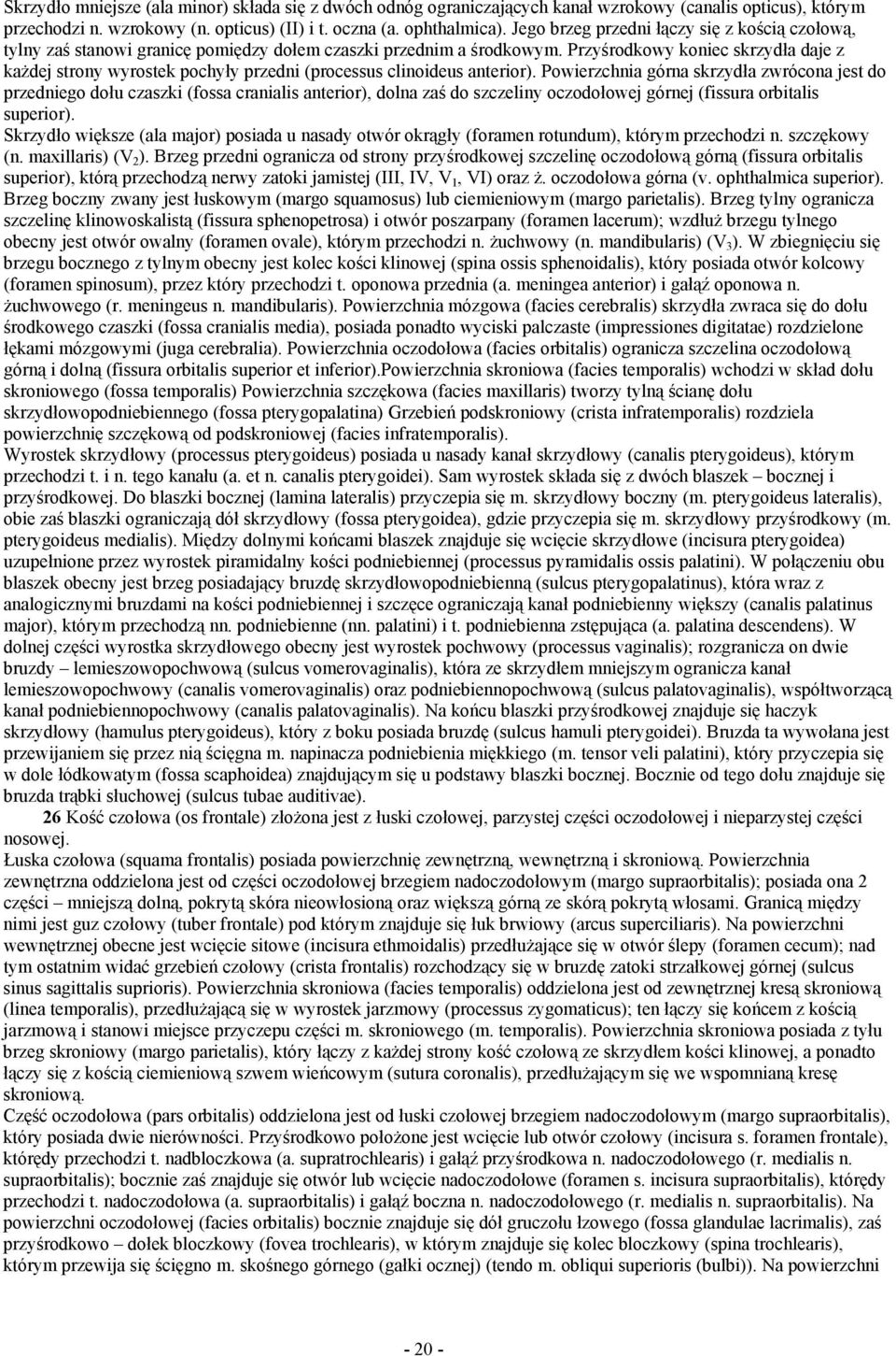 Przyśrodkowy koniec skrzydła daje z każdej strony wyrostek pochyły przedni (processus clinoideus anterior).