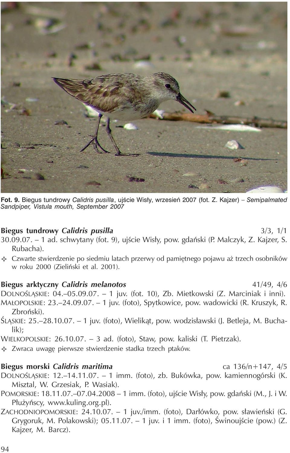 Czwarte stwierdzenie po siedmiu latach przerwy od pamiętnego pojawu aż trzech osobników w roku 2000 (Zieliński et al. 2001). Biegus arktyczny Calidris melanotos 41/49, 4/6 DOLNOŚLĄSKIE: 04. 05.09.07.