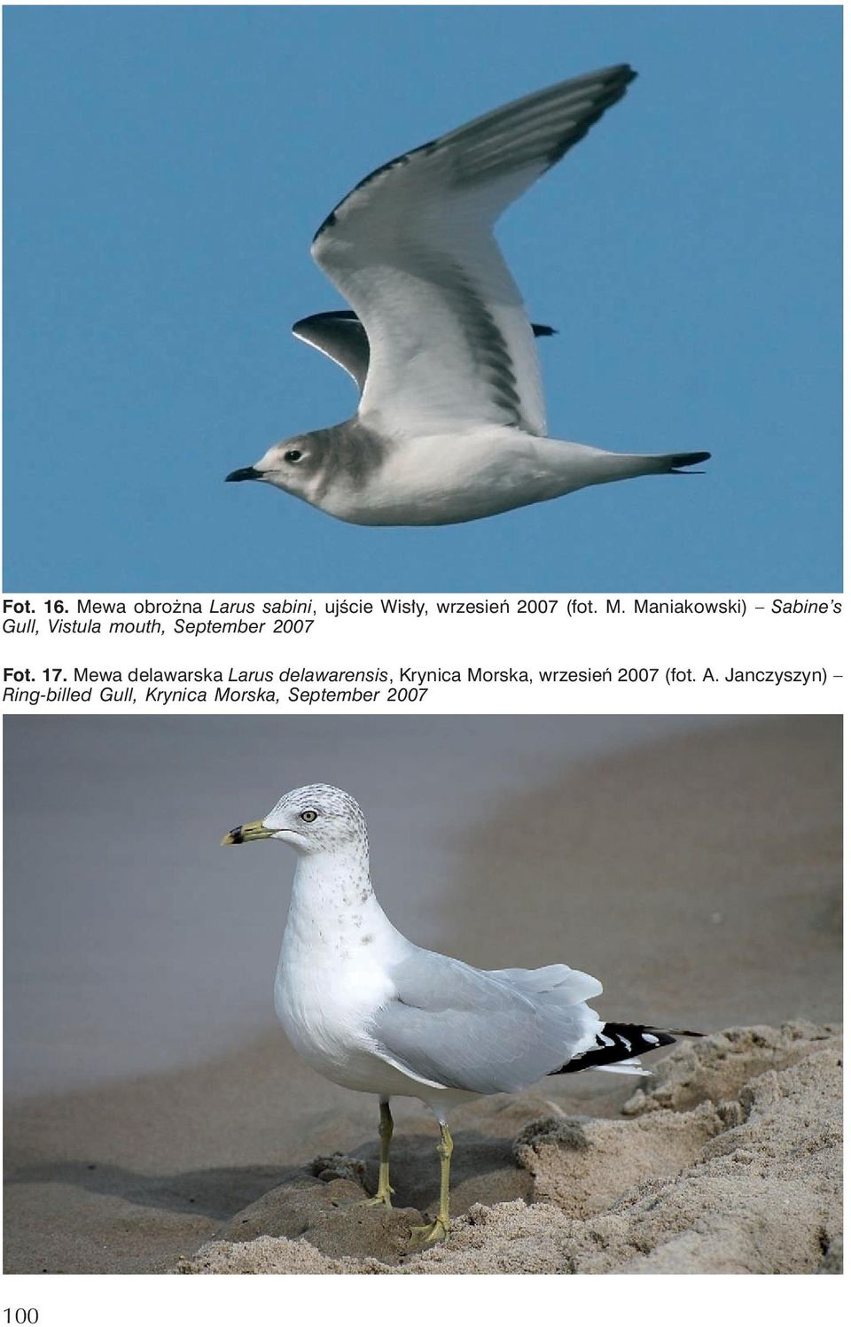 Mewa delawarska Larus delawarensis, Krynica Morska, wrzesień 2007