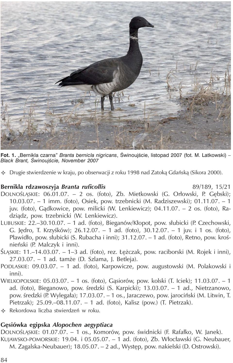 Bernikla rdzawoszyja Branta ruficollis 89/189, 15/21 DOLNOŚLĄSKIE: 06.01.07. 2 os. (foto), Zb. Mietkowski (G. Orłowski, P. Gębski); 10.03.07. 1 imm. (foto), Osiek, pow. trzebnicki (M.