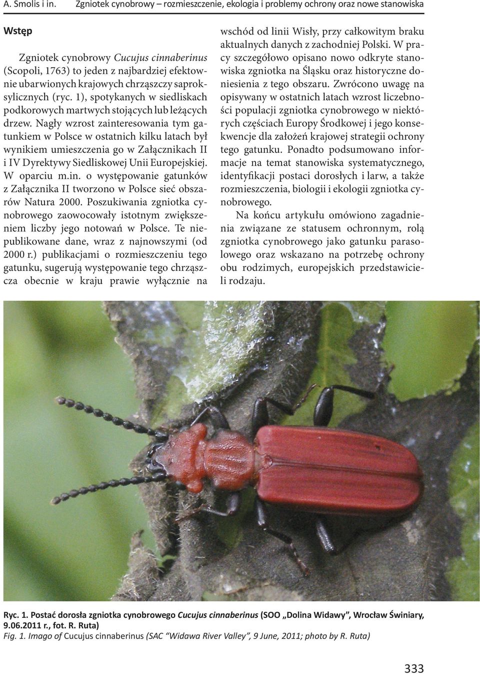 krajowych chrząszczy saproksylicznych (ryc. 1), spotykanych w siedliskach podkorowych martwych stojących lub leżących drzew.