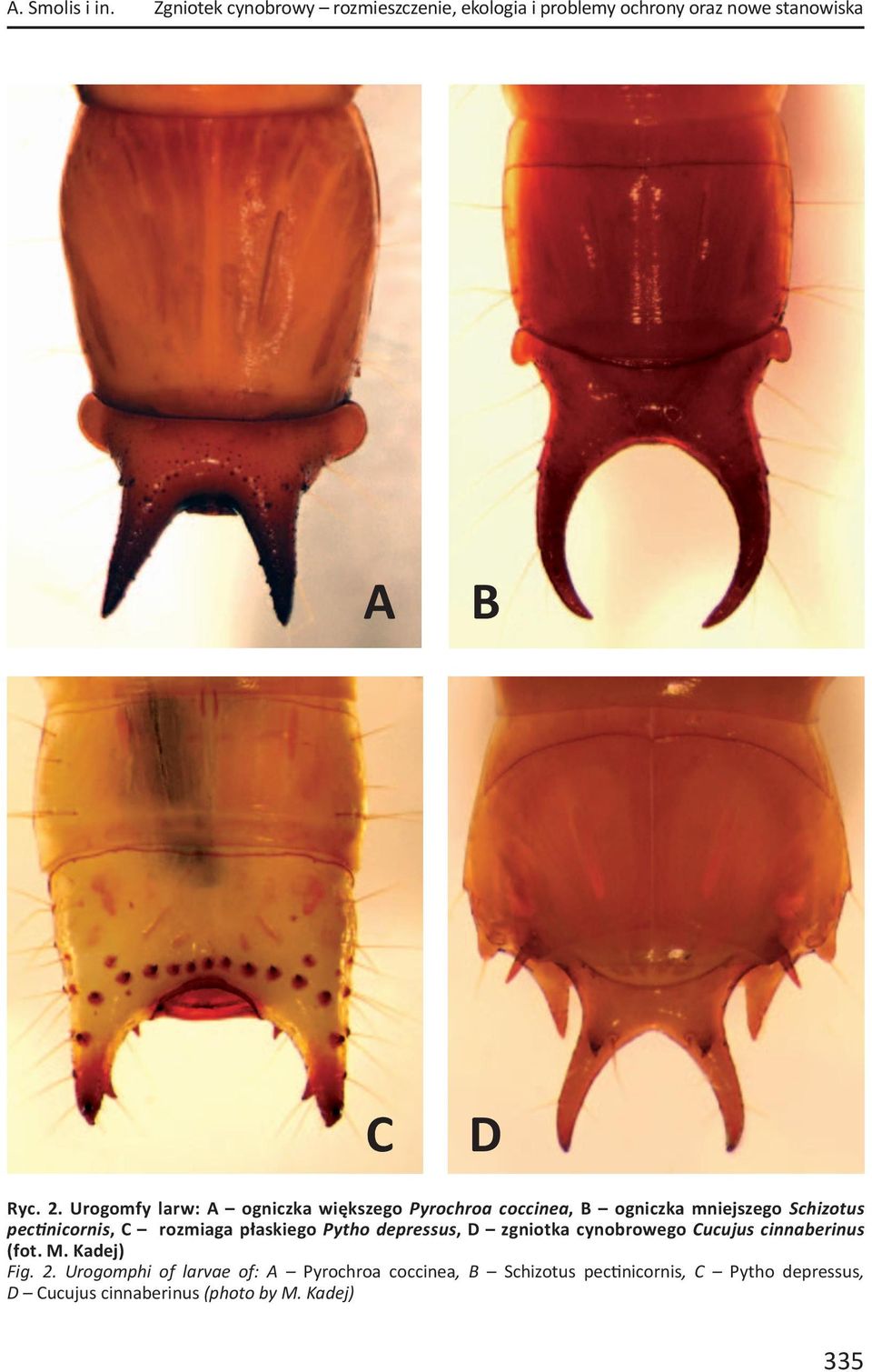 płaskiego Pytho depressus, D zgniotka cynobrowego Cucujus cinnaberinus (fot. M. Kadej) Fig. 2.