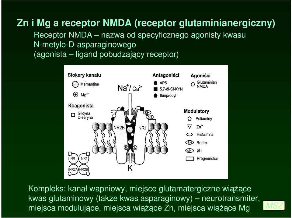 receptor) Kompleks: kanał wapniowy, miejsce glutamatergiczne wiąŝące kwas glutaminowy
