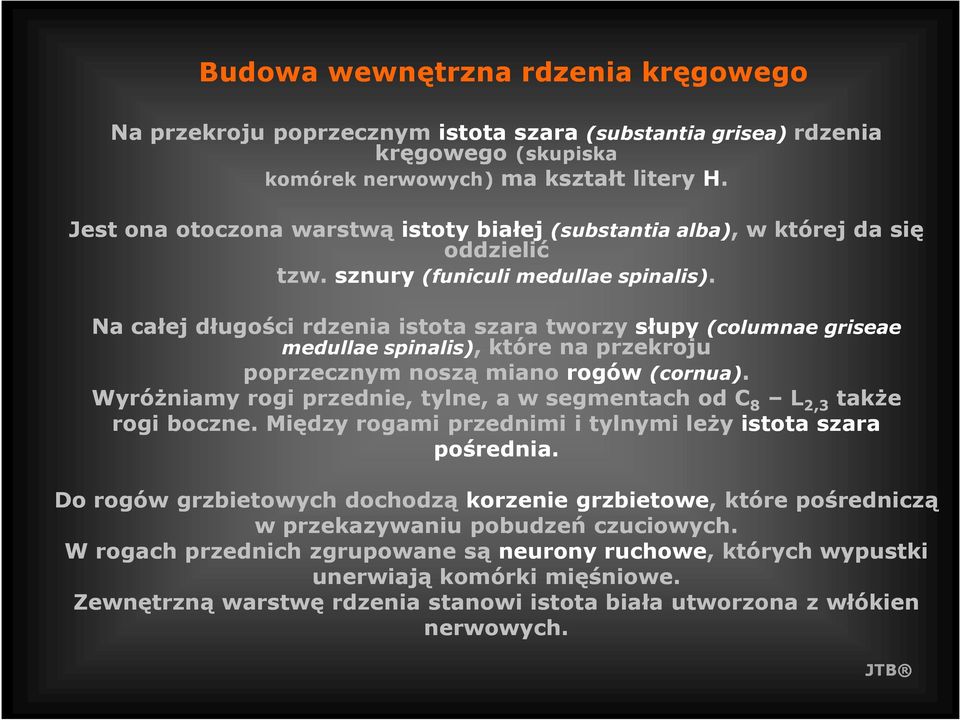 Na całej długości rdzenia istota szara tworzy słupy (columnae griseae medullae spinalis),, które na przekroju poprzecznym noszą miano rogów (cornua).