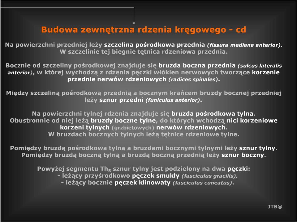 Bocznie od szczeliny pośrodkowej znajduje się bruzda boczna przednia (sulcus lateralis anterior),, w której wychodzą z rdzenia pęczki włókien nerwowych tworzące korzenie przednie nerwów rdzeniowych