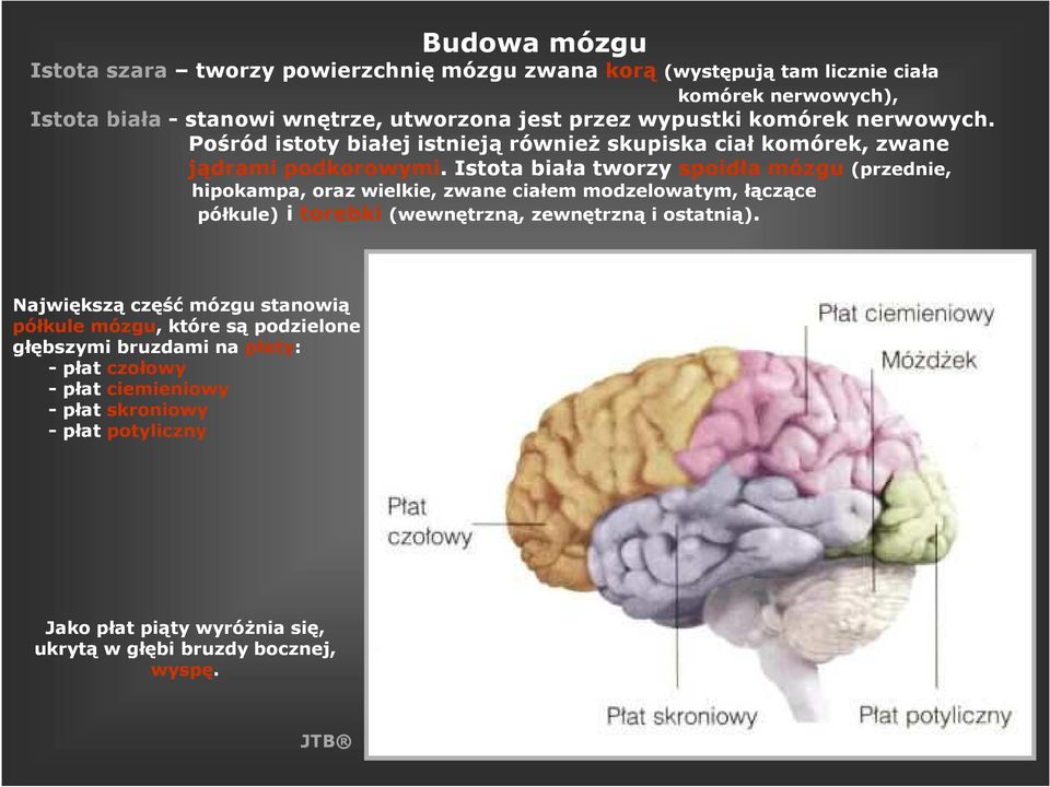 Istota biała tworzy spoidła mózgu (przednie, hipokampa, oraz wielkie, zwane ciałem modzelowatym, łączące półkule) i torebki (wewnętrzną, zewnętrzną i ostatnią).