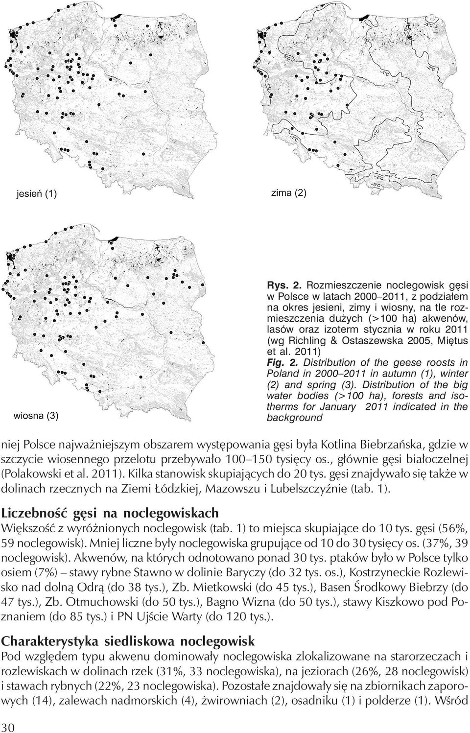 Liczebność gęsi na noclegowiskach Większość z wyróżnionych noclegowisk (tab. 1) to miejsca skupiające do 10 tys. gęsi (56%, 59 noclegowisk).