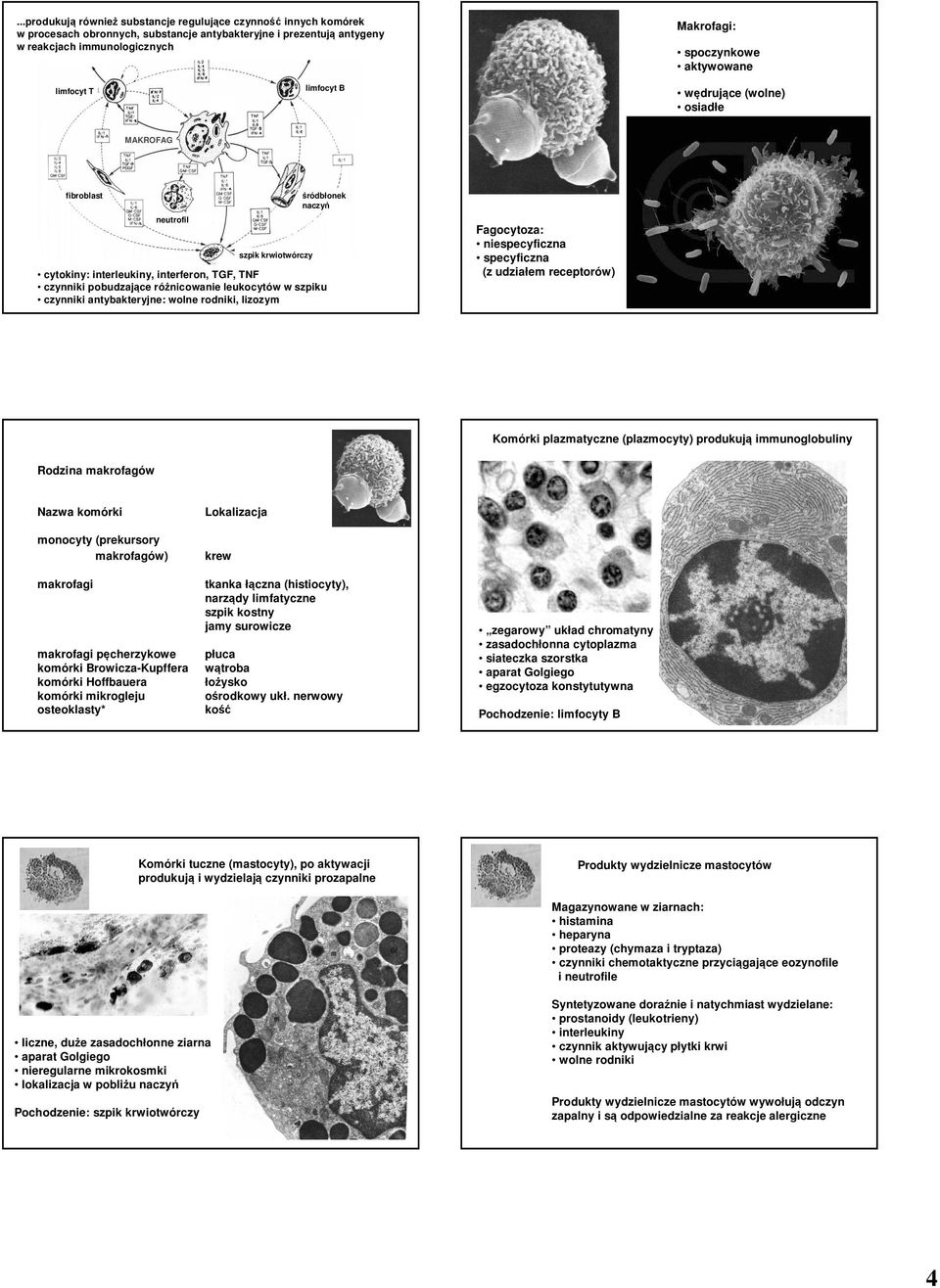 różnicowanie leukocytów w szpiku czynniki antybakteryjne: wolne rodniki, lizozym Fagocytoza: niespecyficzna specyficzna (z udziałem receptorów) Komórki plazmatyczne (plazmocyty) produkują